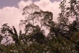 bird nest mockingbird nest Nicaragua – Best Places In The World To Retire – International Living